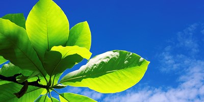 Hoja verde y cielo azul 